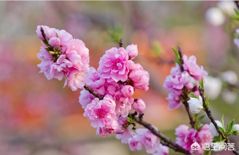 紫薇斗数代表桃花的星-从化观赏桃花地点