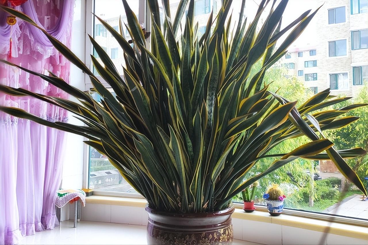 客厅旺财风水植物 种植得当运势升-带来好运气的花草