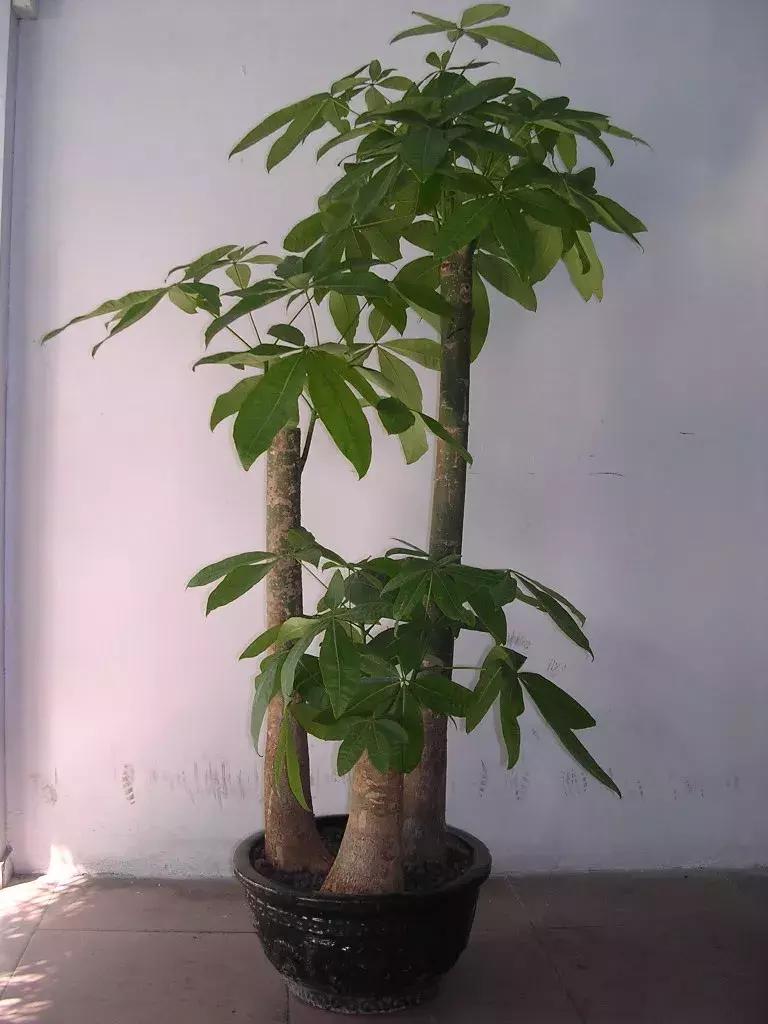 发财树放的位置有讲究吗 不可摆放在高处-楼层高如何养花