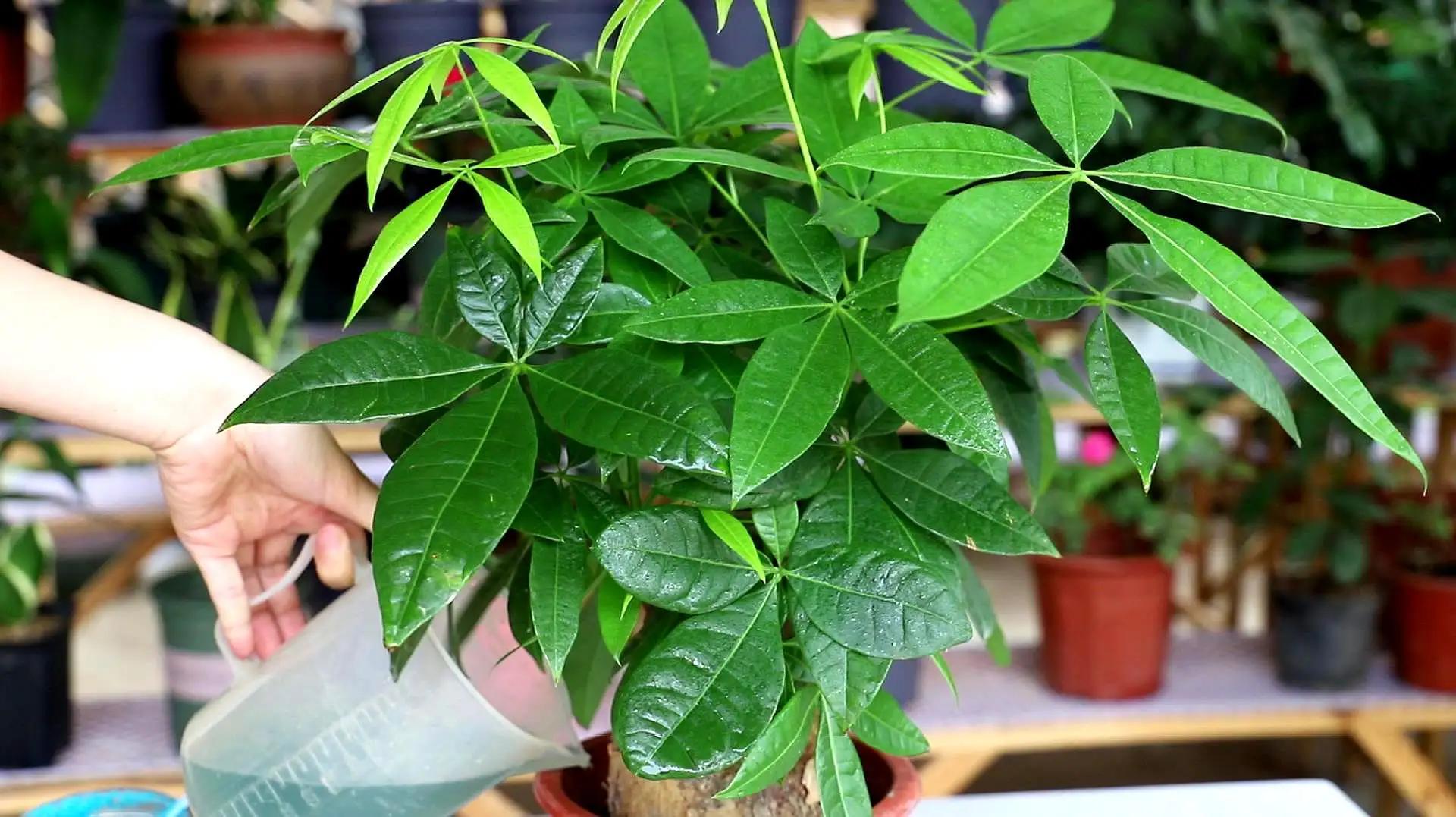 发财树是什么样子的，什么样的发财树最好-五辫发财树和独根发财树的区别