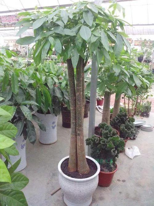 发财树放在家里哪个位置好？角落如何-一层适合放几棵发财树