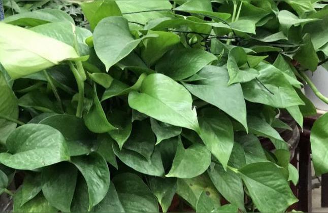 财务办公室摆什么绿植最好 麒麟树开运化煞-什么植物可以净化寺庙空气