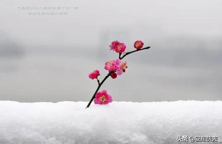 紫薇斗数老公长相我总感觉带不出去