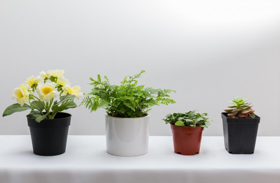 家居植物摆放风水及摆放位置-摆放什么植物最好