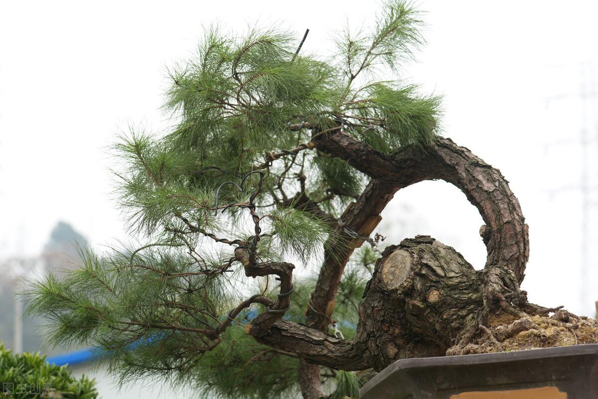 松柏树的风水作用有哪些-栽什么树具有纪念意义