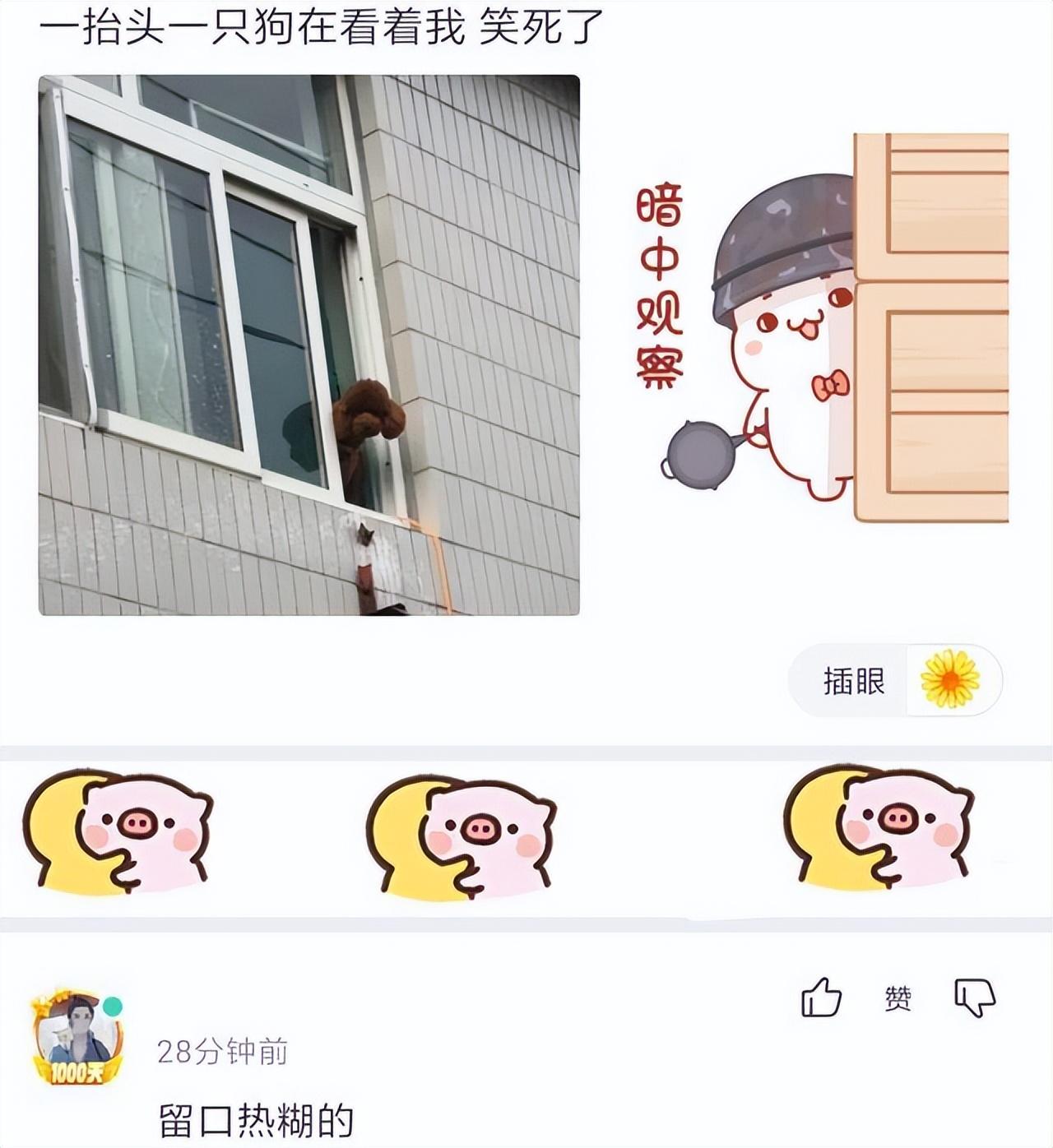 狗子算命呢-为什么说有灵性的动物不能打