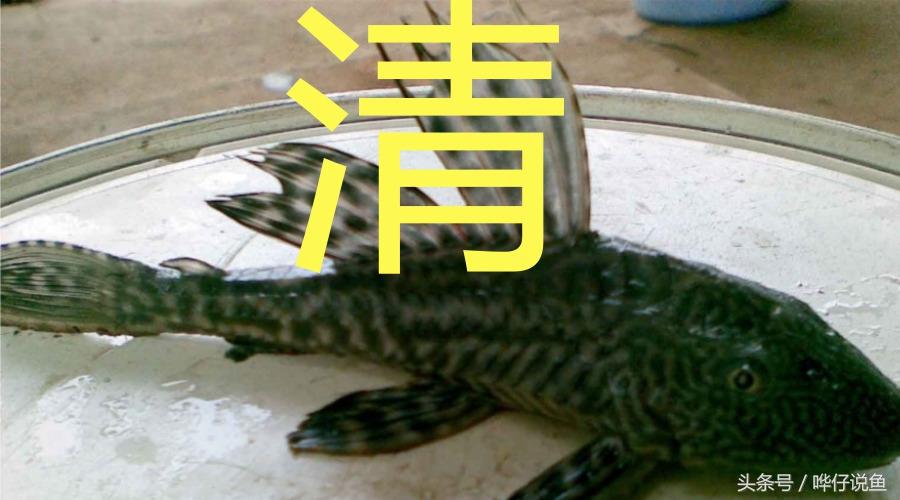 家里有几个鱼缸最旺财-家里鱼缸养什么鱼比较好
