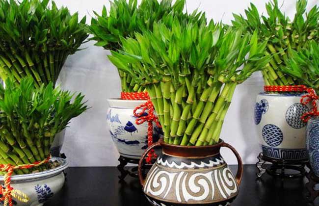 植物对風水的影响之家里养什么花招财-旺宅十大植物