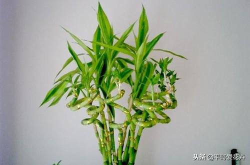 转运的风水 如何快速转运的方法-有什么可以转运呢