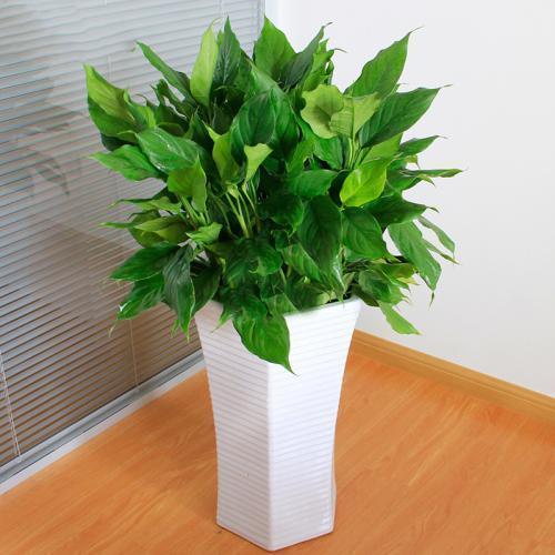 家中可以放招财最好的绿植 家中忌讳的绿植-养什么植物招财