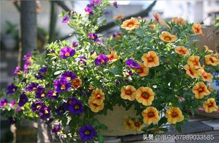 开花时间表血橙开花时间表