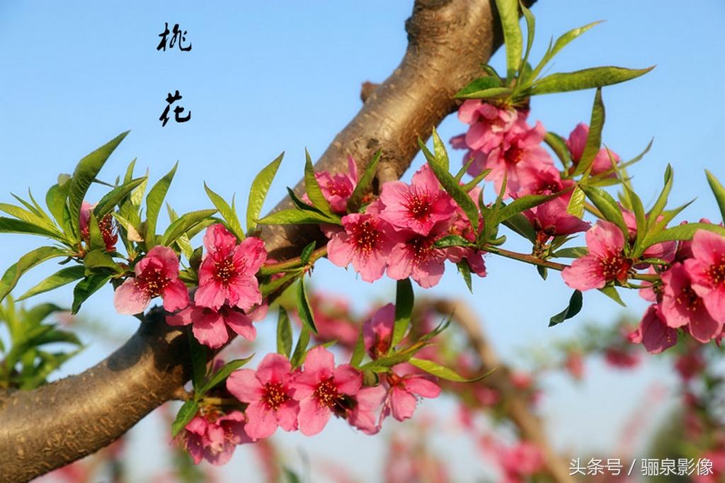 算命说暗桃花什么意思-暗皱眉全诗解释