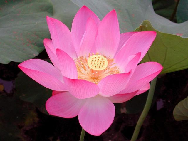 家里最旺财的十种干花 荷花具佛性也可招财-著名作家林清玄去世