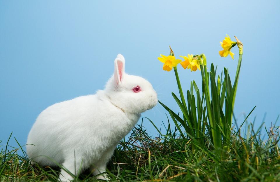 卯酉冲是不是桃花被冲子午卯酉为何称为四败之地
