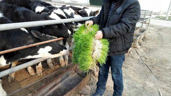 土豪最爱 八种植物招财又旺宅-农村哪些东西将涨价