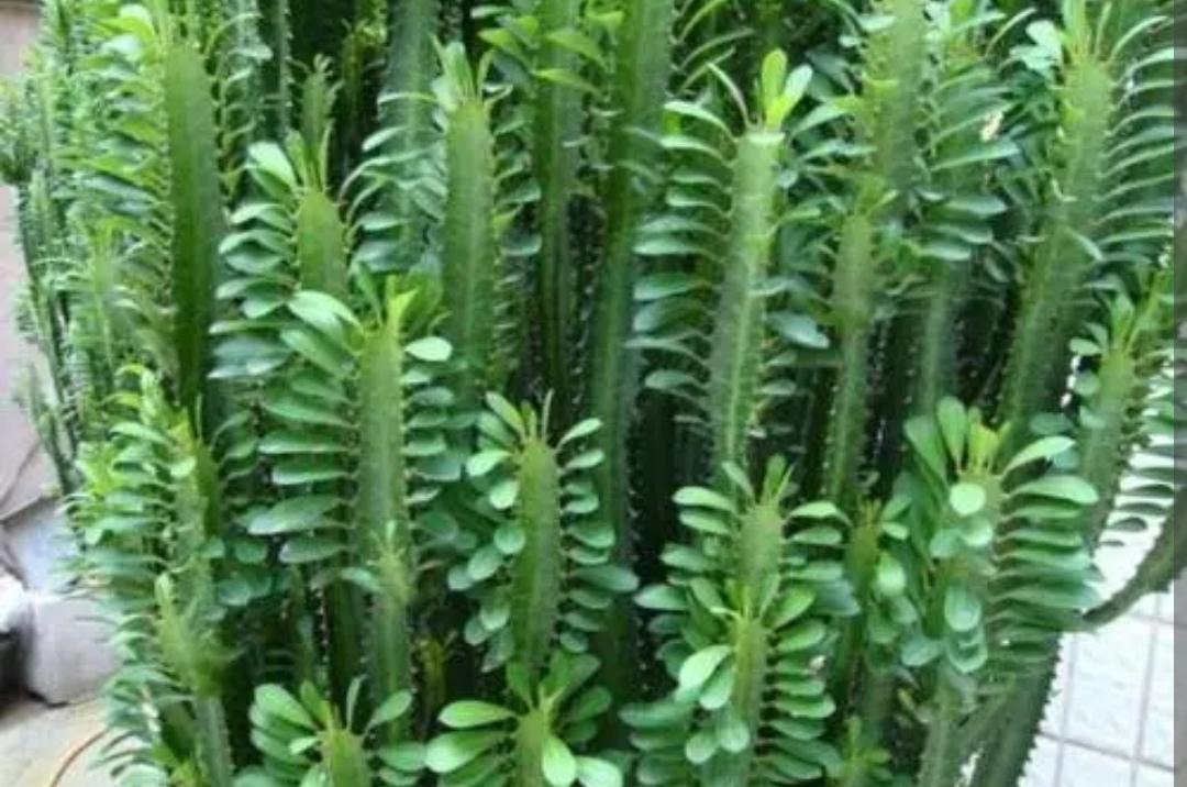 家里千万不能养的花和植物-卧室里可以放绿萝吗