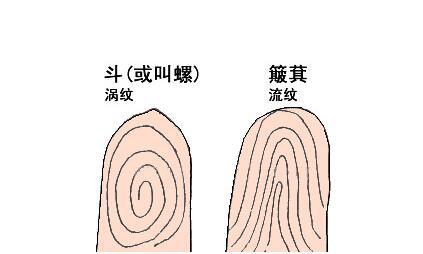 左右指纹算命-手相图解