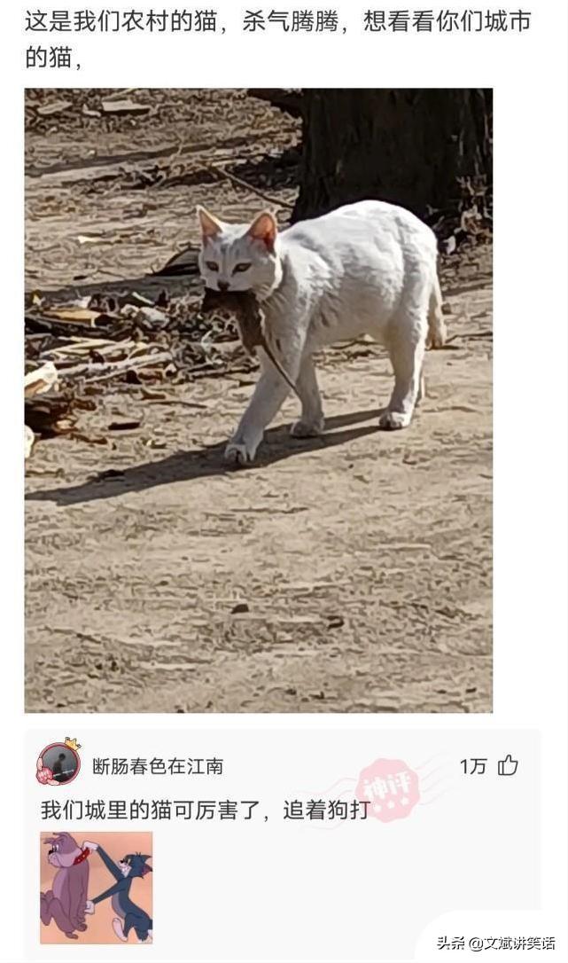 算命的猫咪-你都知道哪些