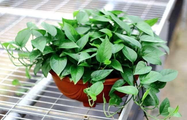 植物风水：让家里空气更清新的家居植物-家里放什么绿植能净化空气