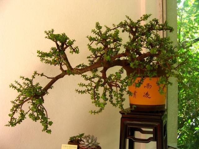 门店养什么花草招财 最能招财旺财的植物有哪些-内向的人做什么生意比打工强