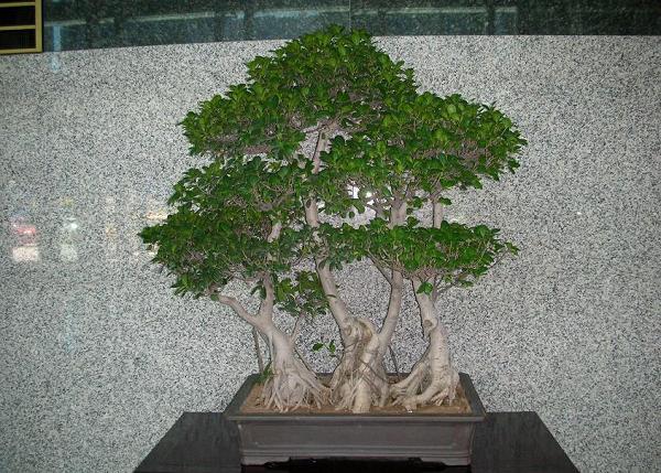 家里种什么绿植可以招财 富贵竹寓意好-5种有聚财作用的绿植