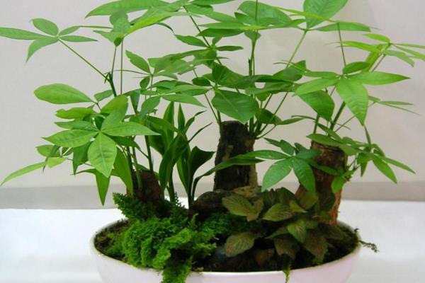家里放哪些植物旺财又旺运 风水旺财植物-哪些适合家庭养的植物寓意着好运