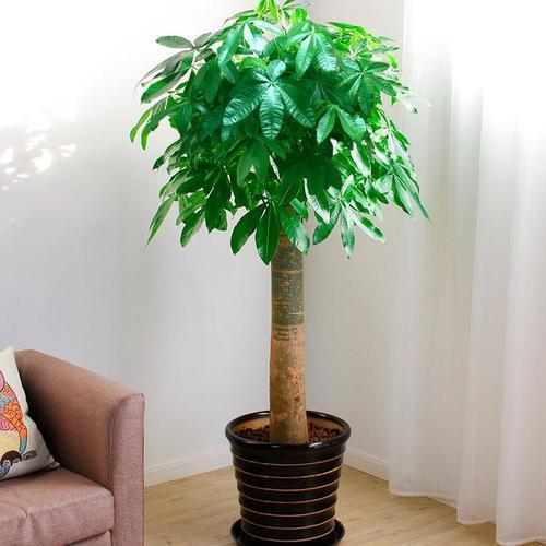 店铺养什么花招财并聚财 招财树财运滚滚-什么植物花放在店里招财
