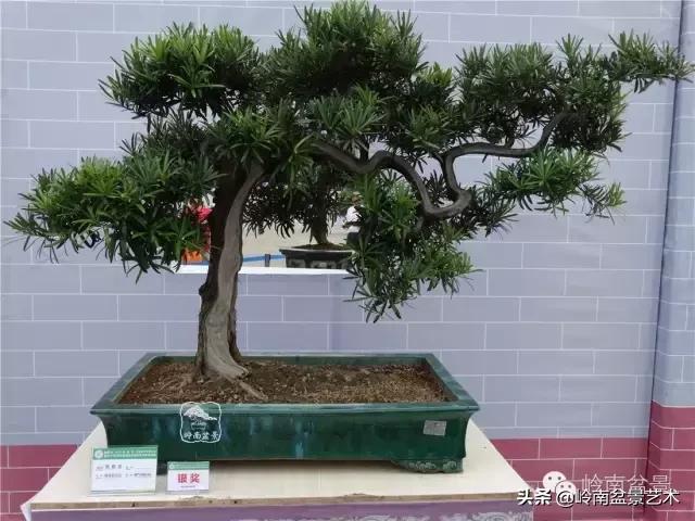 植物风水：罗汉松风水用途-家门正对面栽罗汉松好吗