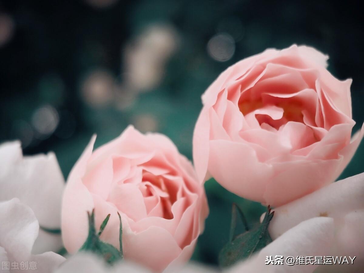 小度十二星座爱情运势-杭州来女士失踪案中