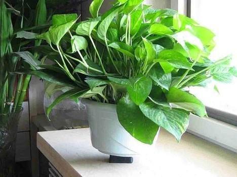 室内养什么植物好旺财 室内招财的植物-有哪些植物适合养在室内并且比较好养活