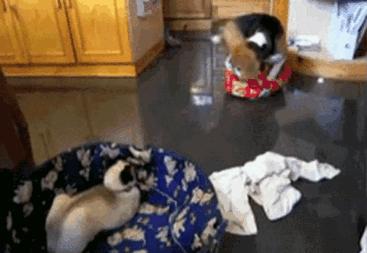 养猫狗算命-你都懂哪些不为人知的禁忌