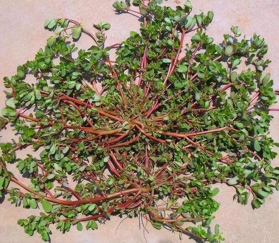 家里不能养什么植物和花-花卉老是烂根是什么原因