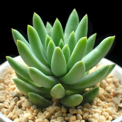 揭秘：能给家中带来好风水的植物-植物放客厅什么位置好