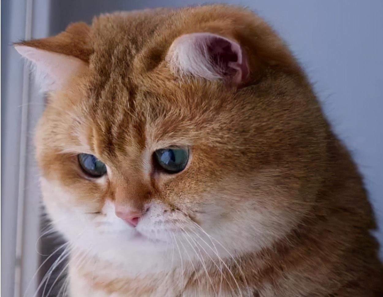 送人招财猫会不会影响自己 自己财运不好如何转运-为什么自来猫不吉利