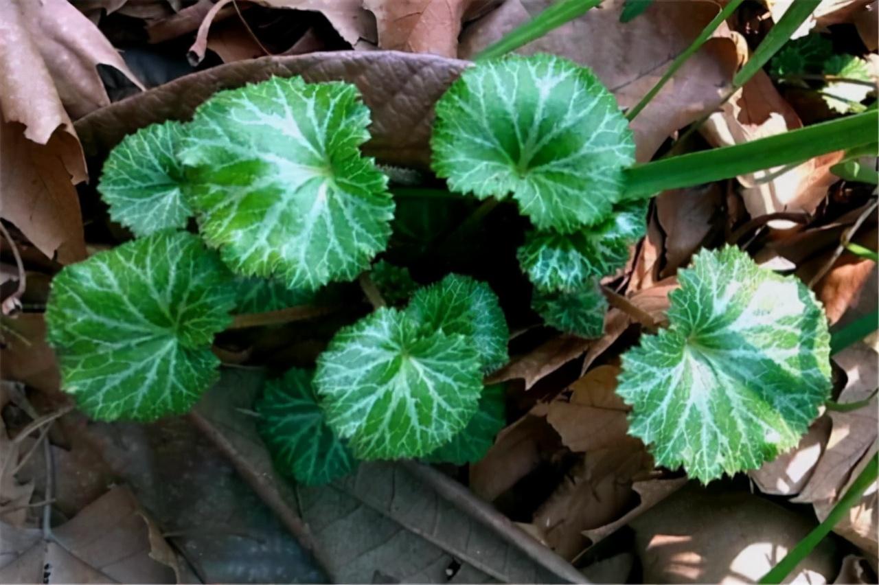 属虎的人办公室摆什么植物 虎耳草易调节心态-日本姬虎耳草的习性