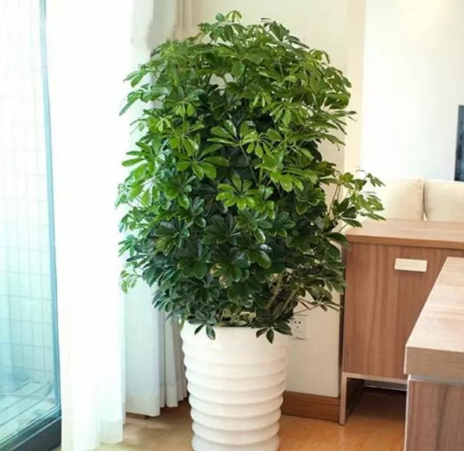 想要招财客厅摆放这些植物就好了-客厅东方摆什么植物最好