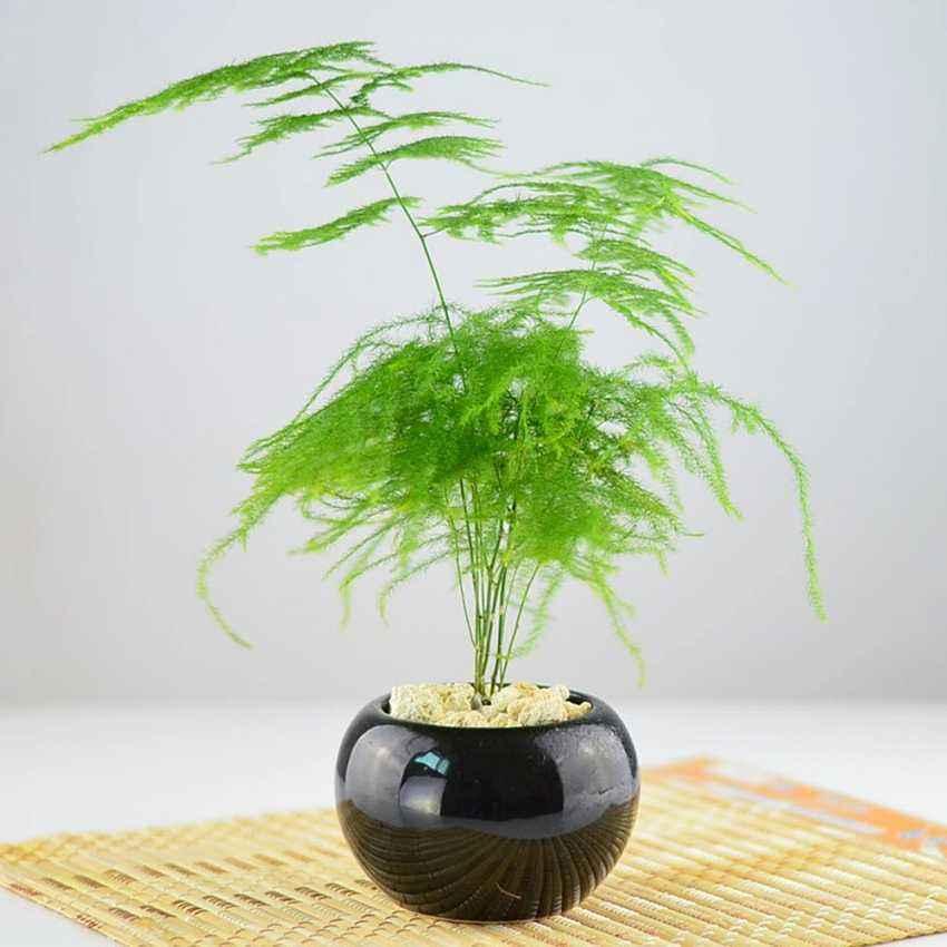 家里养竹子好不好 有什么讲究-竹子养几根好