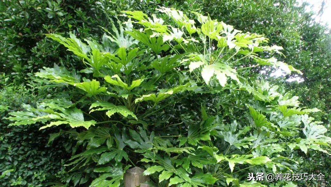 适合养在办公室的绿植　八角金盘八方聚财-八角金盘优缺点