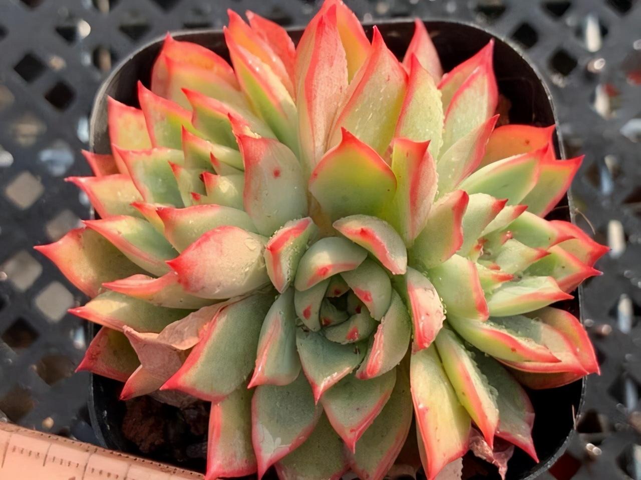 宝莲灯花适合家中旺风水吗　增添华丽促财运-孙悟空的火眼金睛与二郎神的天眼相比