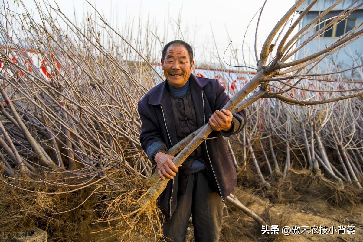 院内种植什么果树好 桃树好不好-在北方种什么果树成本低好打理