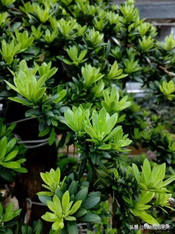 旺财家居风水植物 各方品种摆各位-室内养什么花最好
