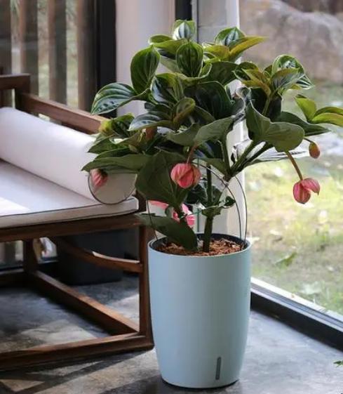 室内养十种花最好旺财 摆放方位有讲究-客厅旺财植物有哪些呢