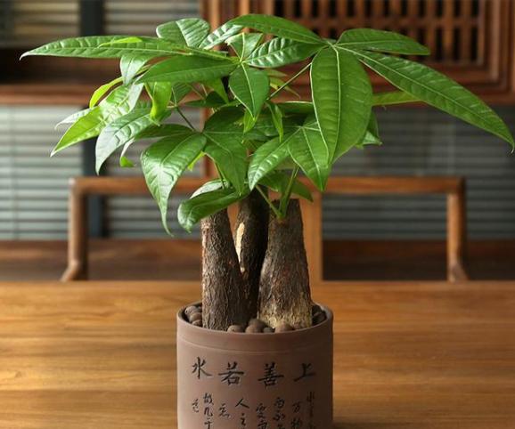 发财树这样摆 才能以钱生钱 横财不断-发财树七片叶子代表啥意思