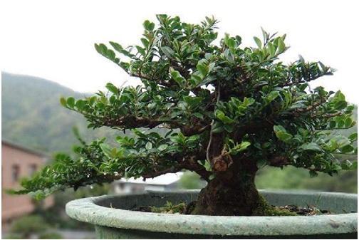 家里阳台种什么植物旺财 种植树木不宜偏多-这三树指的什么树