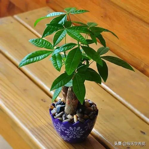 发财树买一个还是一对 顺势而为-发财树为什么这么难养