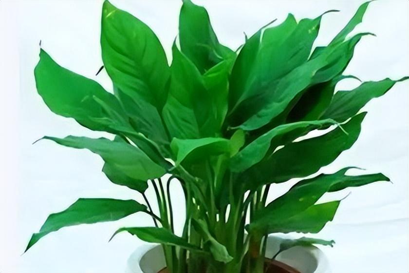 家中有哪些旺财风水植物 万年青常在吉祥长存-家中摆放哪些多肉可以招财