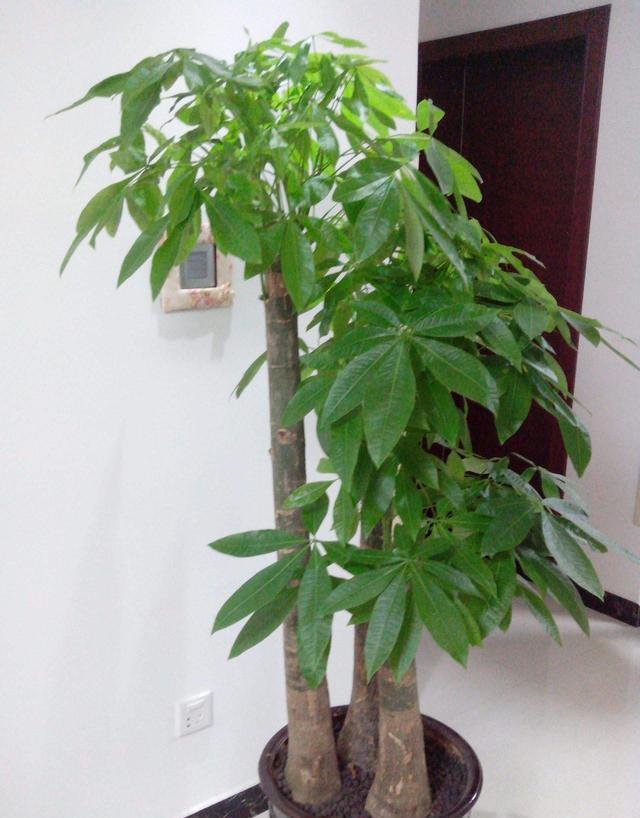 最招财的花 这些花家里越养越富贵-室内十大名贵花卉