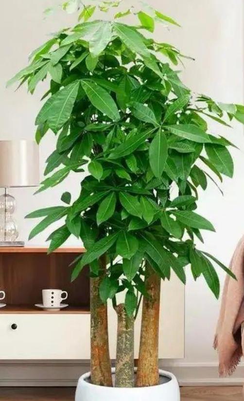 适合放在家中旺财的花 发财树增加贵气-究竟什么意思呢