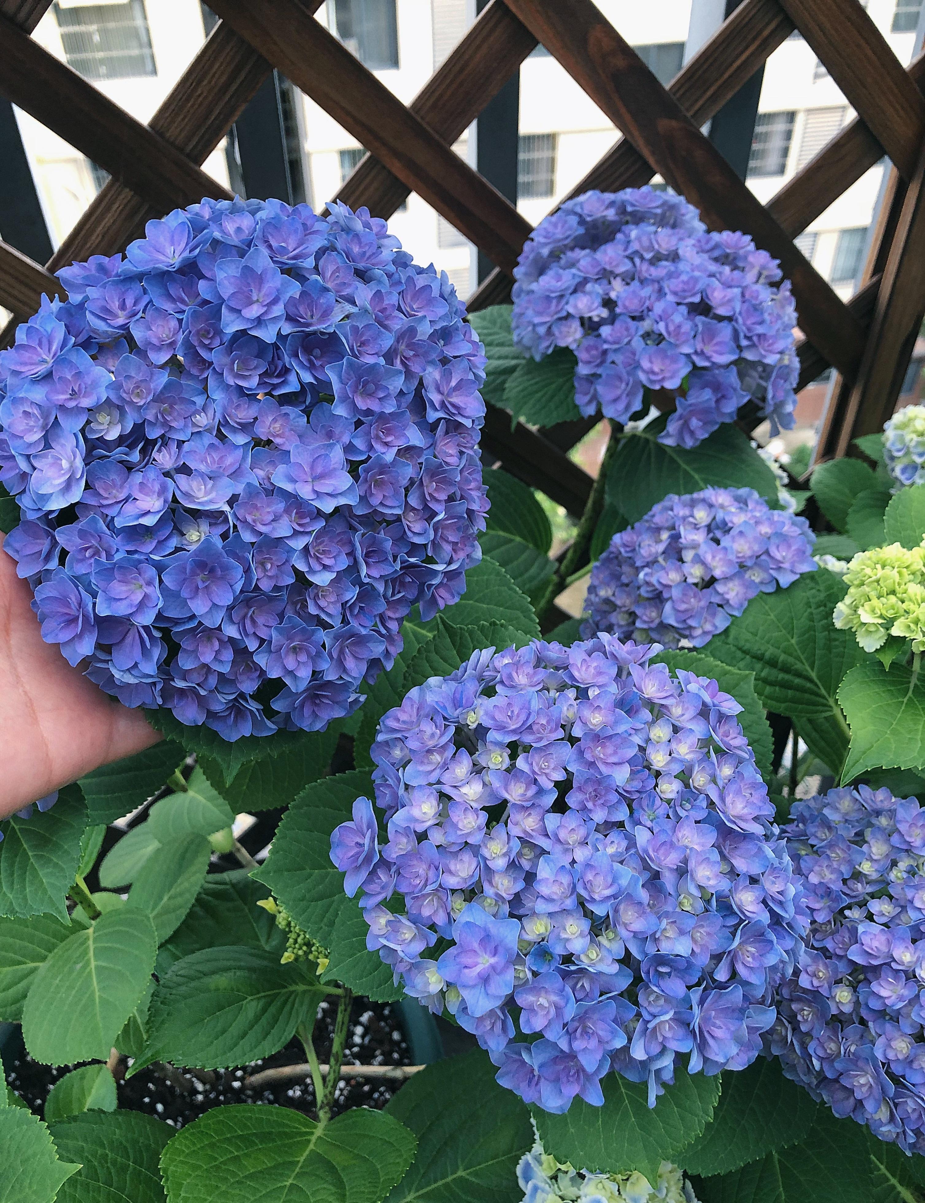 叶子立算命-我家养的植物绿巨人的叶子总是耷拉着的