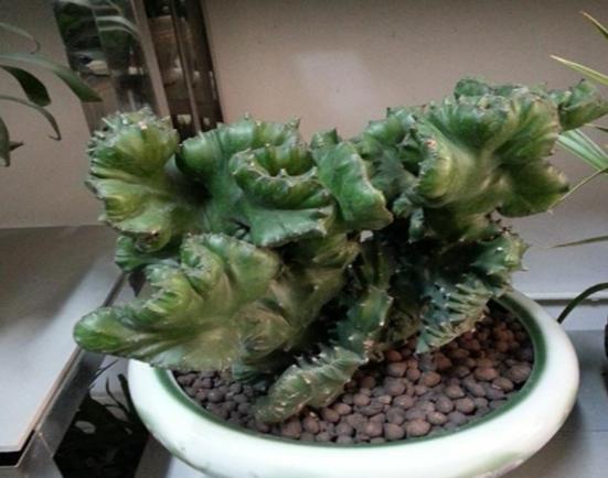 适合摆放在家中的绿植有哪些-家庭客厅想要摆放大型的绿色植物